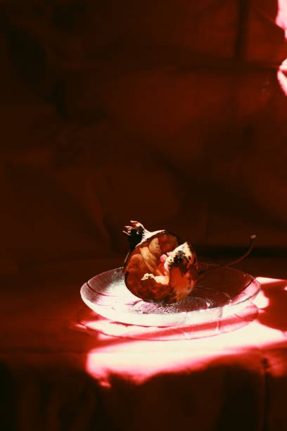 Vertical shot of light cast on a pomegranate fruit shot in low light, showing an autumn theme background and aesthetic