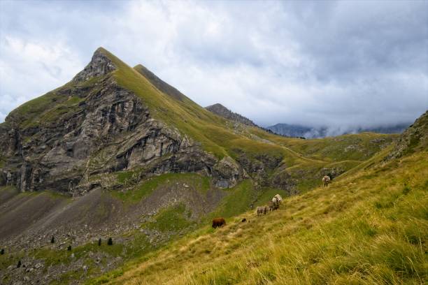 istock herd of cows in the Chisagues valley 1428397969