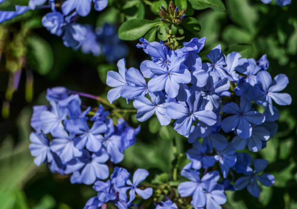 istock Plumbago auriculata, the cape leadwort, blue plumbago 1428398330