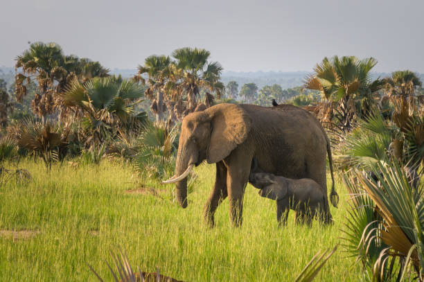 African bush elephants in Murchinson Falls National Park (Uganda), sunny morning in May, male, young