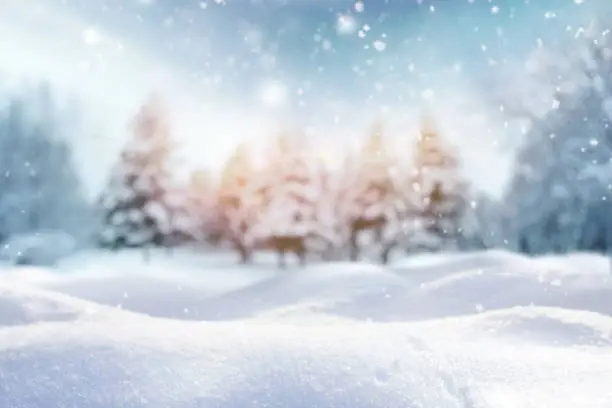 Beautiful winter-themed background is a blurry image of a winter forest on a cold morning, small snowdrifts and light snowfall.