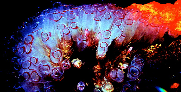 A tunicate is a marine invertebrate animal, a member of the subphylum Tunicata. It is part of the Chordata, a phylum which includes all animals with dorsal nerve cords and notochords.