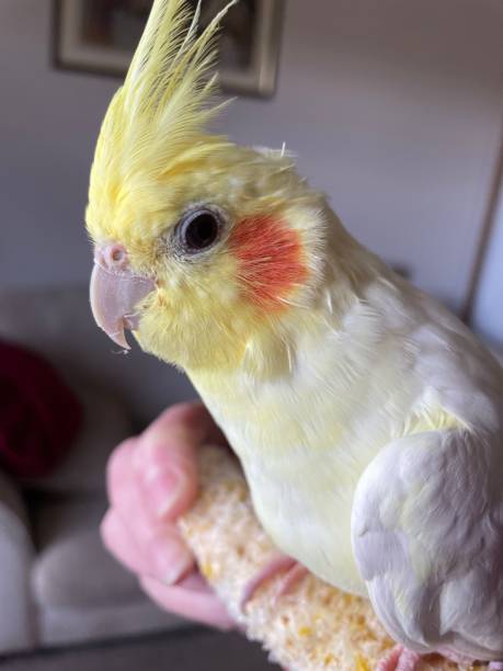 istock Pet love cockatiel love ￼ 1428401567