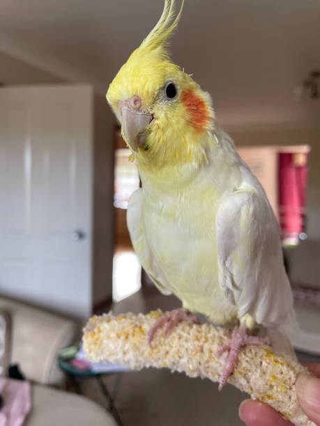 Pet love cockatiel love ￼