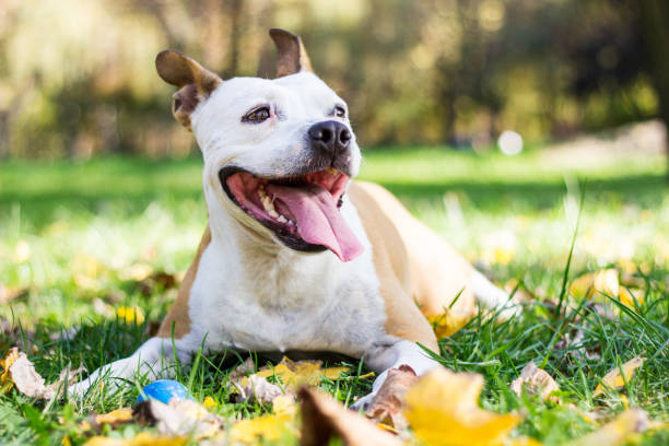 istock Autumn smiling dog 1428402166