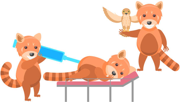 istock Set Abstract Collection Flat Cartoon Different Animal Red Pandas Giving An Injection To A Patient, Stands With A Falcon On His Hand Vector Design Style Elements Fauna Wild 1428403672