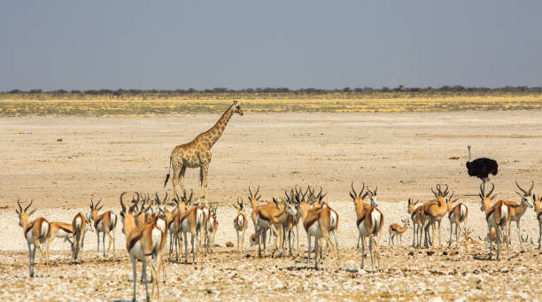 istock Okaukeujo waterhole in Etosha, teeming with animals drinking 1428407175