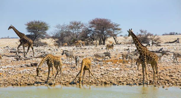 istock Busy waterhole with lots pf Girafee drinking 1428407282
