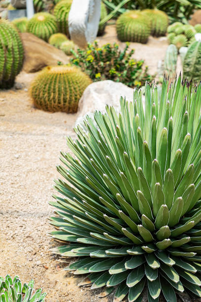 istock Cactus planted in a botanical garden 1428407488