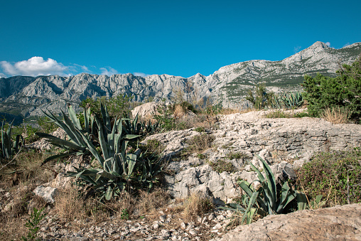 Typical seascape with mountains and some Aloe Vera plants in the foreground