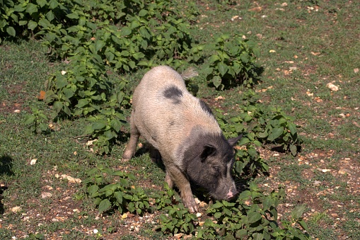 A Spotted Pig living in a large multi species preserve.