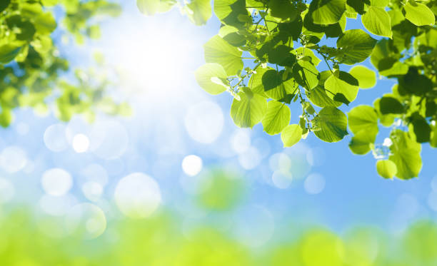 istock Tree branch with leaves in front of blue sunny sky 1428409731