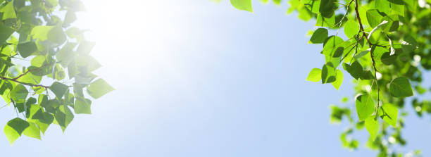 istock Tree branch with leaves in front of blue sunny sky 1428409768