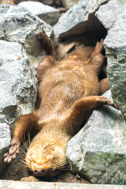 istock small-clawed otter, lie down and rest, tucked into a rock 1428410591