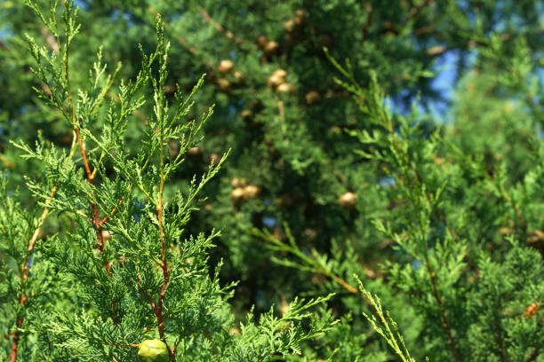 istock Close-up photo of a thuja tree 1428411914