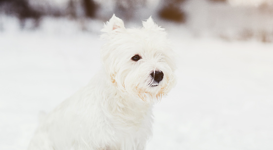 Cute dog white terrier in winter park