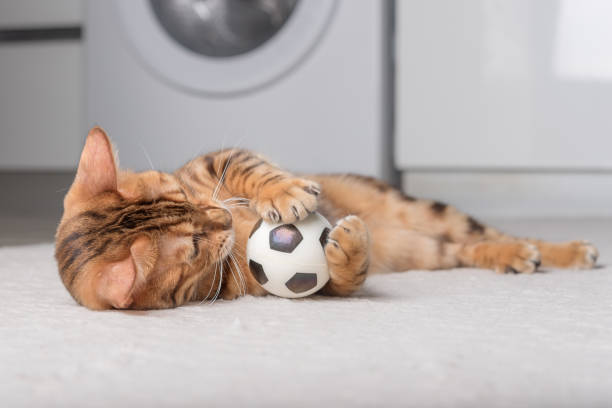 istock Bengal cat plays with a ball on the floor. 1428413003