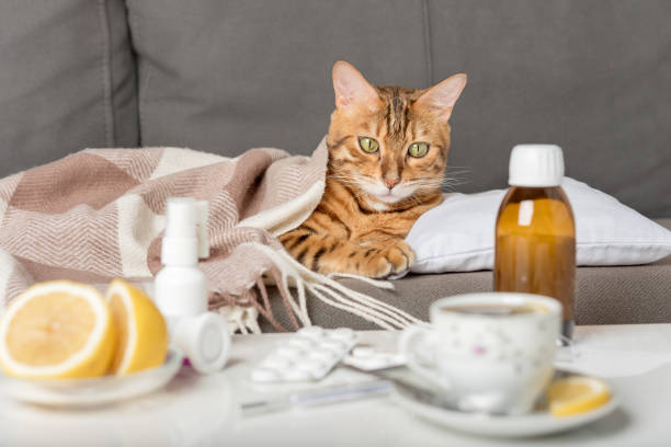 병든 고양이가 담요에 싸인 소파에 누워 있습니다. 독감이나 감기 증상이있는 벵골 고양이는 집에서 치료를받습니다. - illness pets symptoms blanket 뉴스 사진 이미지