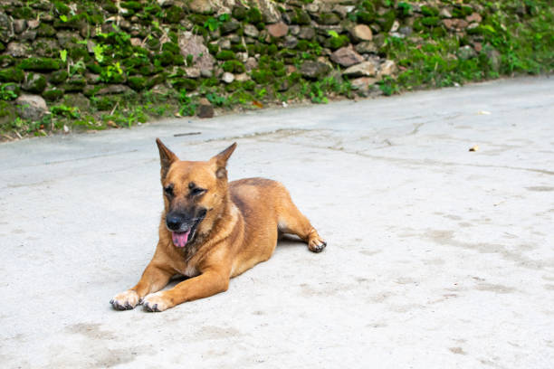 dog on the floor. Animal