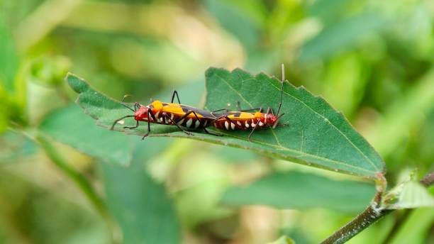 istock Morphology of Assasin Bug or Sycanus Collaris is Mating 1428415238