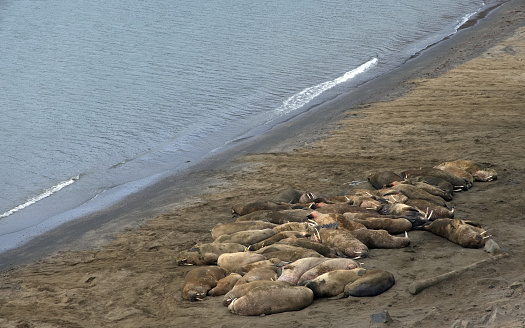 Svalbard walruses.  Despite 50 years of protection, walrus numbers are still low in Svalbard and they remain on the Norwegian National Red List.