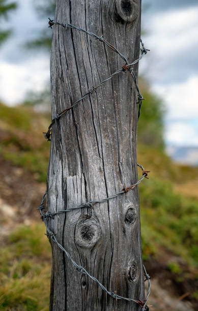 istock Gray wooden pole and barb wire 1428417358