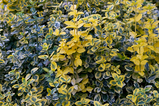 Euonymus fortunei emerald n gold, the Fortune spindle, winter creeper or wintercreeper, is a species of flowering plants in the Celastriaceae family.