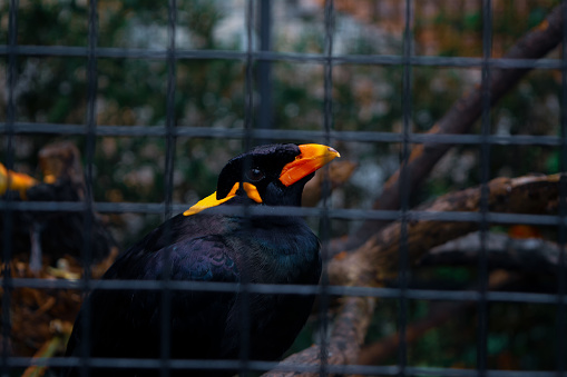 Hill Myna is the myna most commonly seen in aviculture, where it is often simply referred to by the latter two names. It is a member of the starling family, resident in hill regions of South Asia and Southeast Asia.