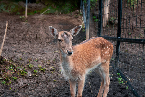 istock A deer who was standing alone looking for his herd 1428422279