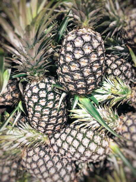 Pile of pineapples | Foodiesfeed AI