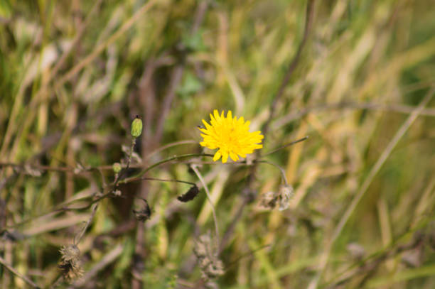 istock Closeup of slender sowthistle yellow flower with selective focus on foreground 1428427871