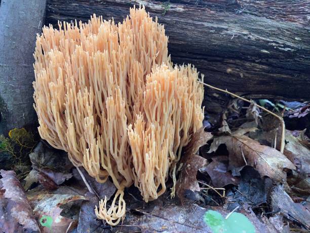 istock Coral fungus near a log 1428427889