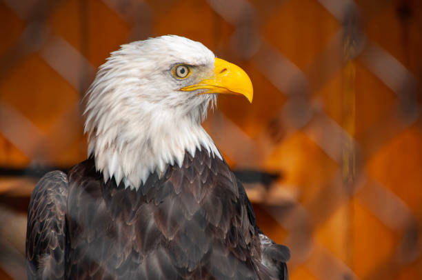 Close-up portrait of a white-headed American eagle with a green background, medieval market in Toro, Zamora, Spain.