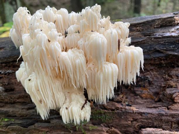 istock Cluster of bear’s tooth fungus on a tree log 1428428095