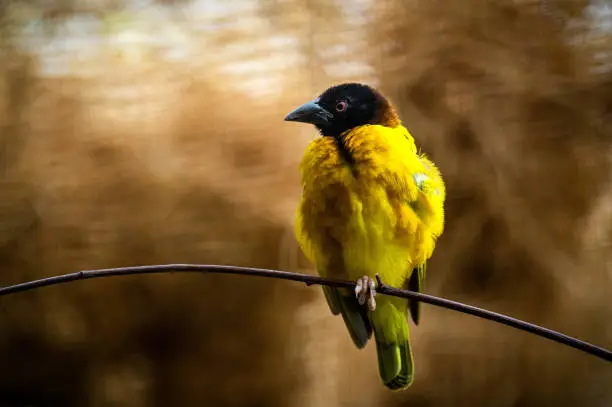 Weaver bird perched on a branch
