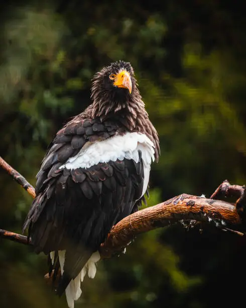 A stellar eagle