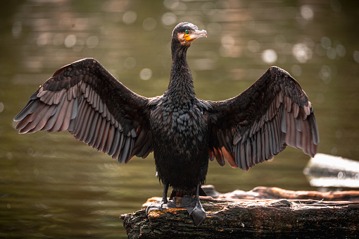 A great cormorant spreadinv wings to catch the sun