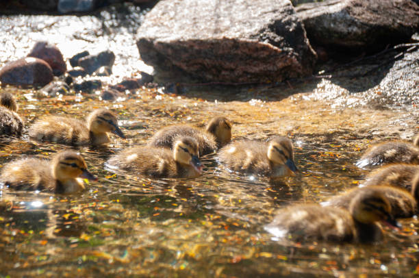 istock Ducklings swim and cuddle together 1428429036