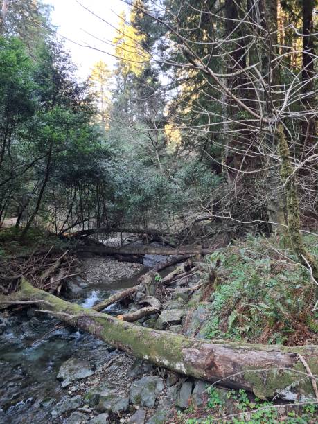 istock Muir Woods National Monument 6 1428429988