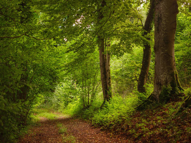 Green european forest landscape. beautiful nature of Switzerland and France in summer time