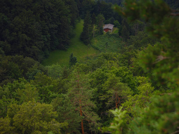 Green european forest landscape. beautiful nature of Switzerland and France in summer time