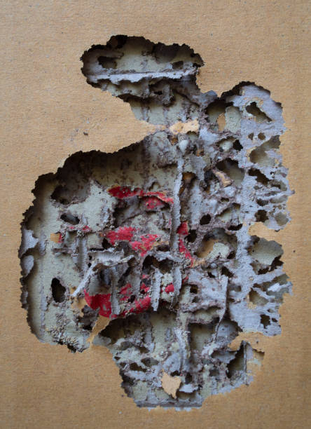 istock A cardboard box that was eaten by termites. 1428430770