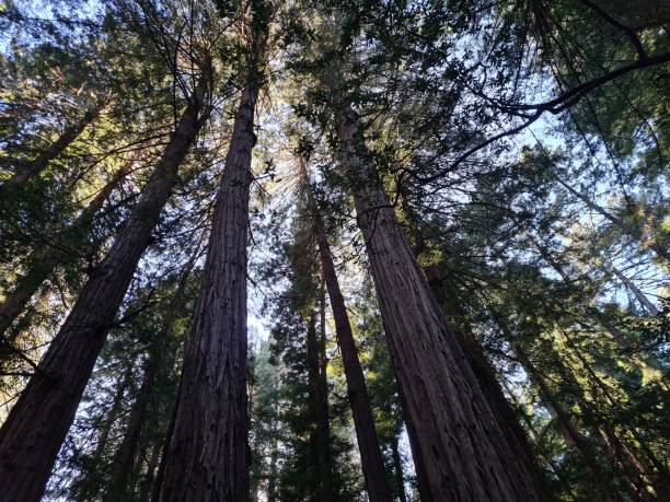istock Muir Woods National Monument 8 1428430985