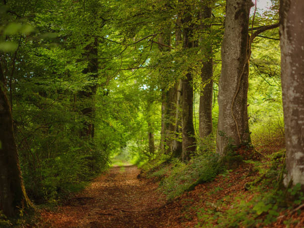 Green european forest landscape. beautiful nature of Switzerland and France in summer time