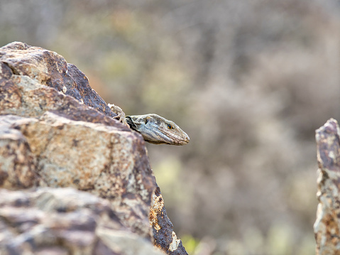 The Tenerife Lizard is a species of lacertid (wall lizard) in the genus Gallotia. The species is found on the Canary Islands of Tenerife and La Palma. \nRural Park is situated in the north of Tenerife, the Canary Islands