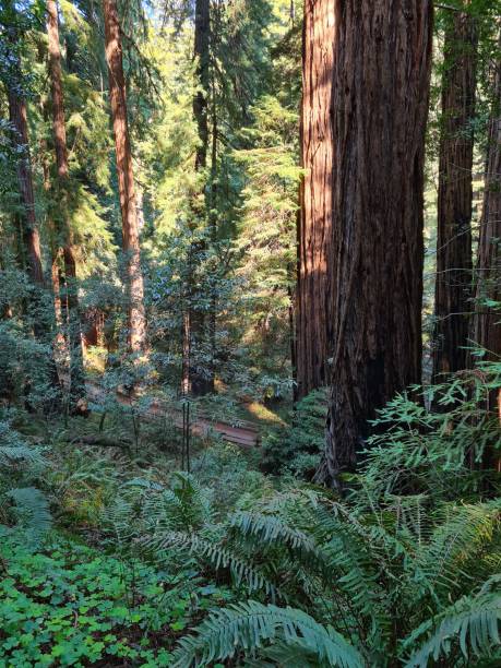 istock Muir Woods National Monument 15 1428432509