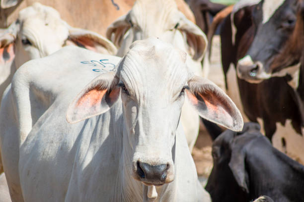 istock A group of cattle in confinement 1428434110