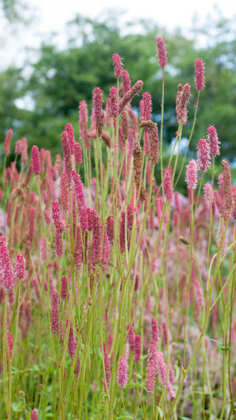 istock Pink flowers in a green bush 1428434253