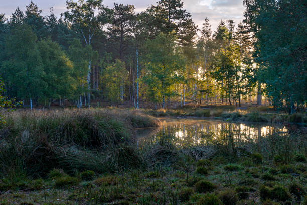 Still water in a small lake in a forest during sunrise, Veluwe, the Netherlands