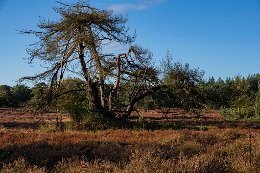 Gnarled pinetree in a heather landscape, Veluwe, the Netherlands